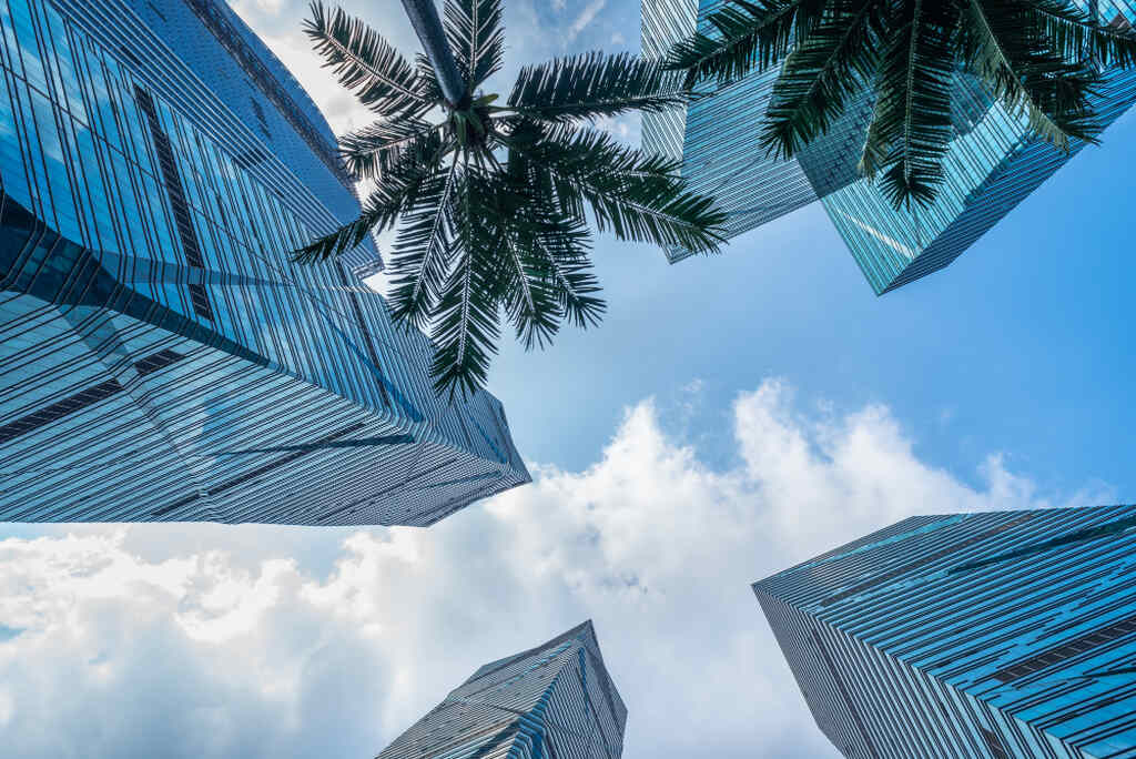 Visão de baixo para cima de prédios com algumas árvores com folhas finas ao lado